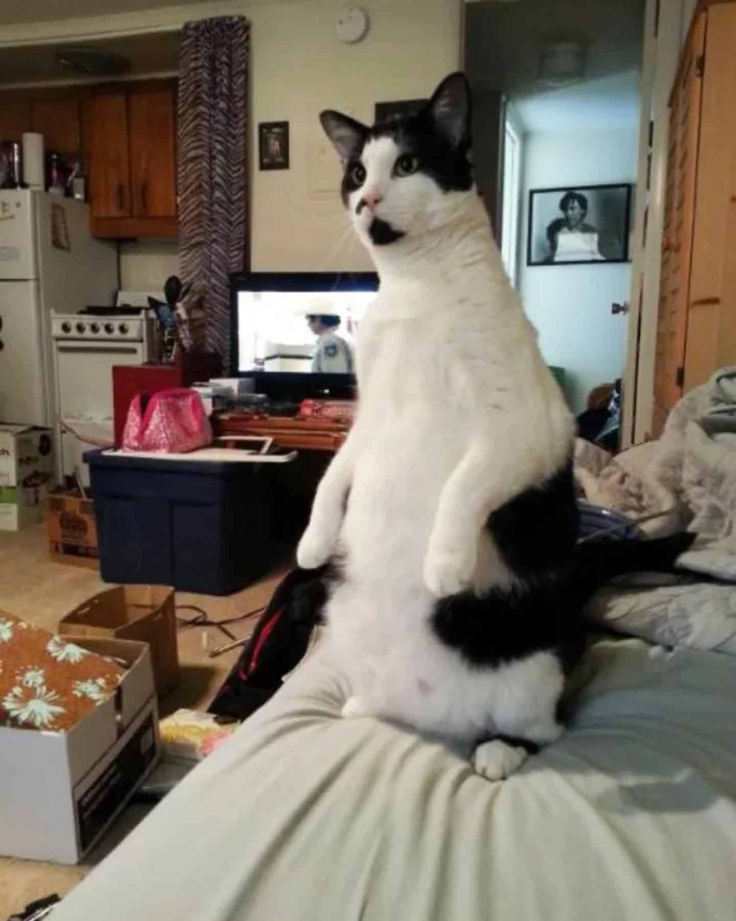 cat with long neck standing