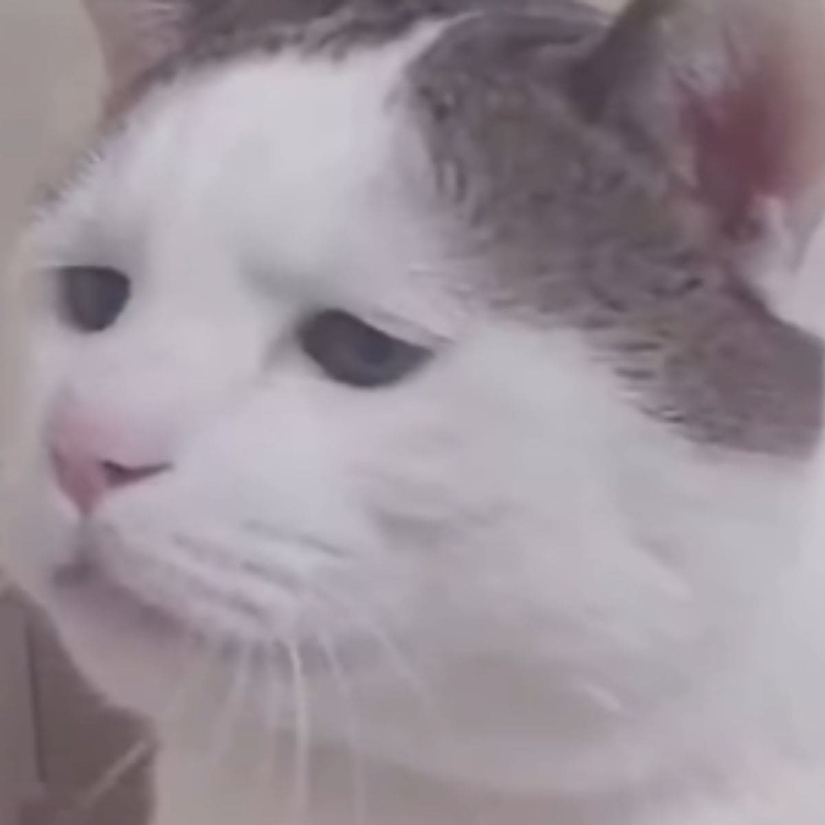 cat with sad face