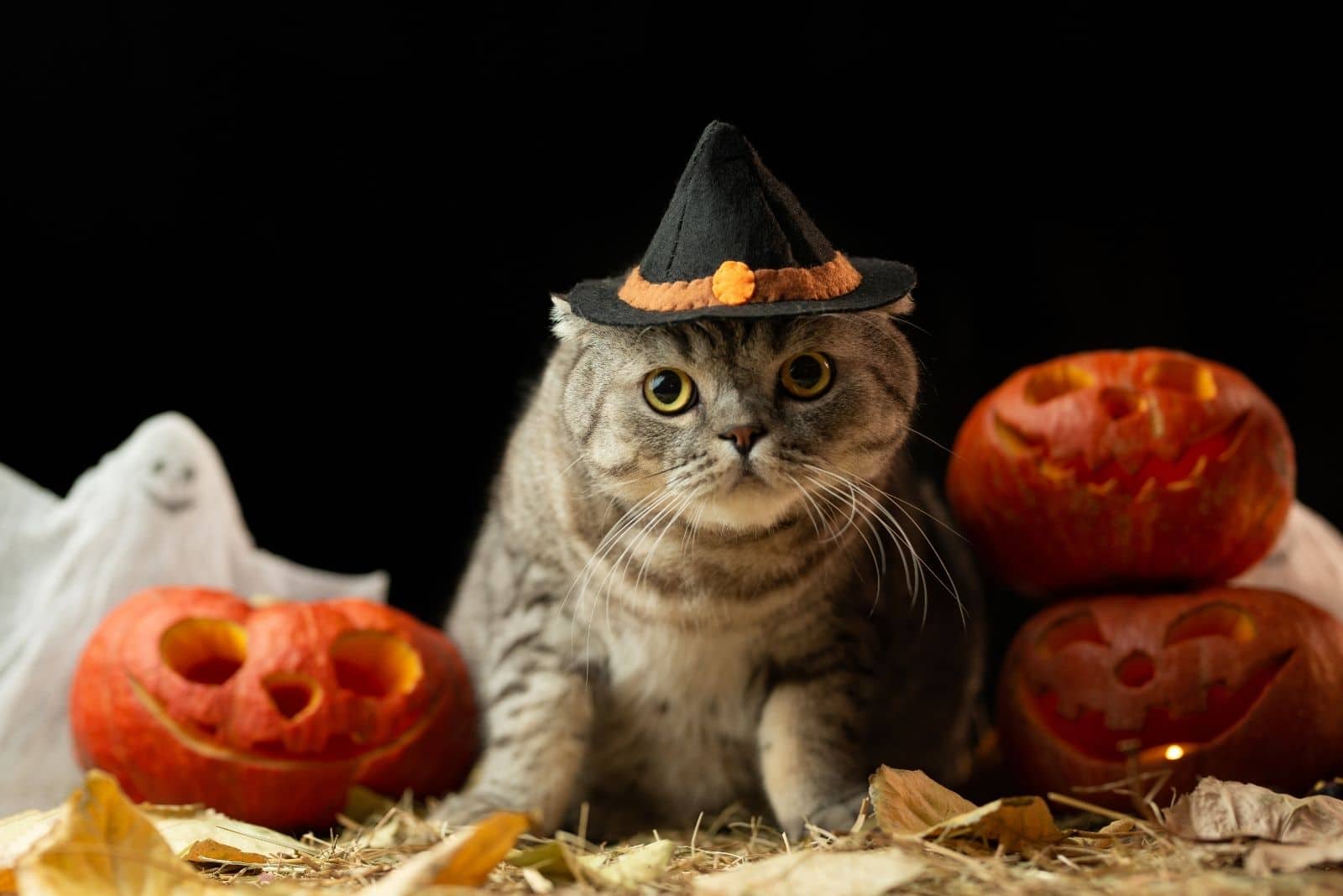 cat with witch hat and carved pumpkins