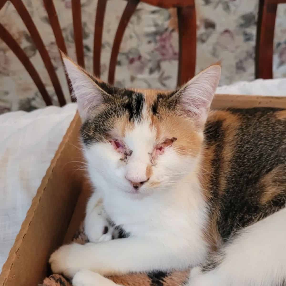 cat without eyes