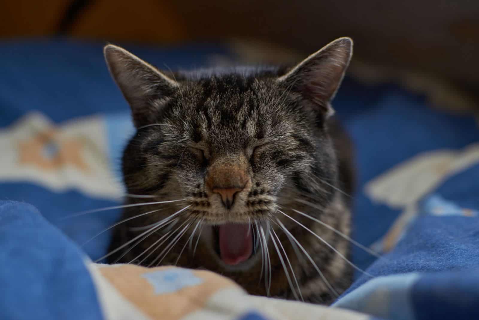 close-up photo of cat yawning