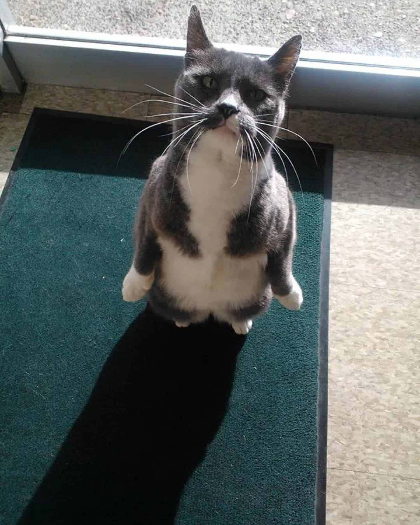 cute cat standing