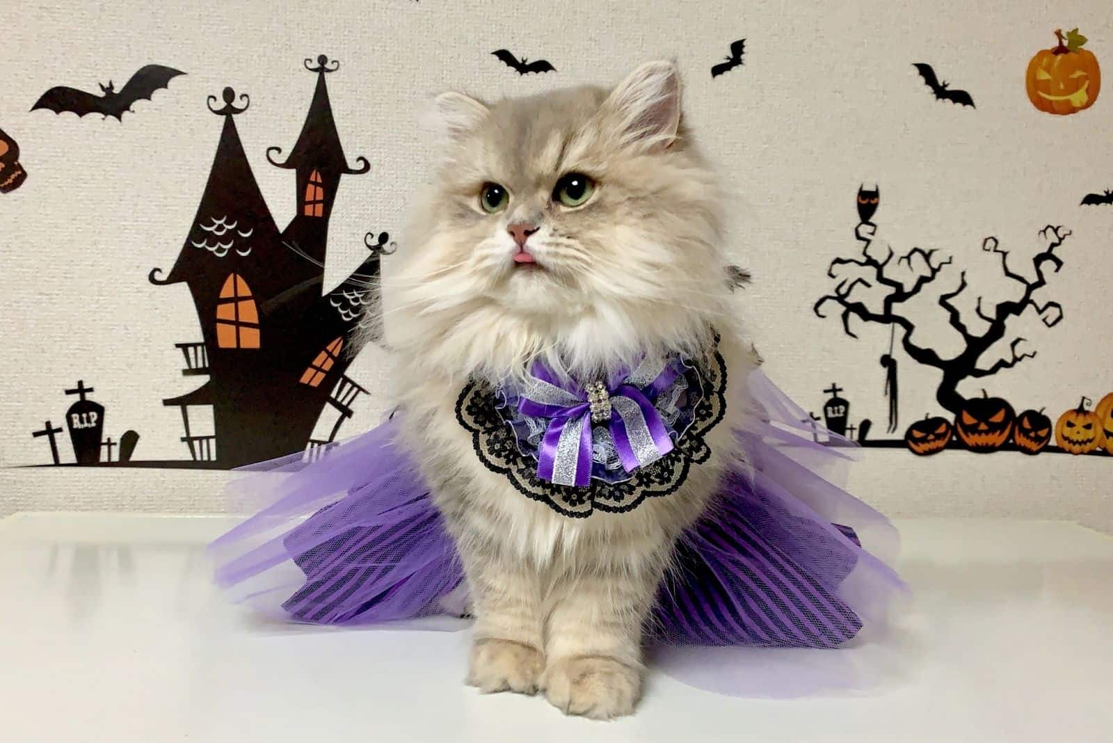 cute gray cat with castle behind