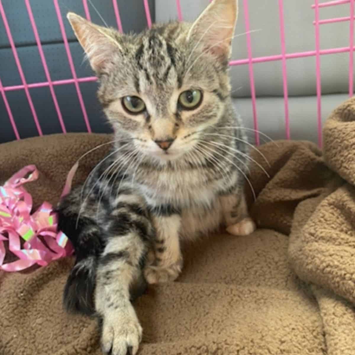 cute kitty in a pink cage