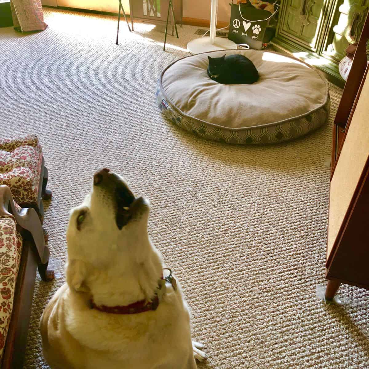 dog howling and cat lying in his bed
