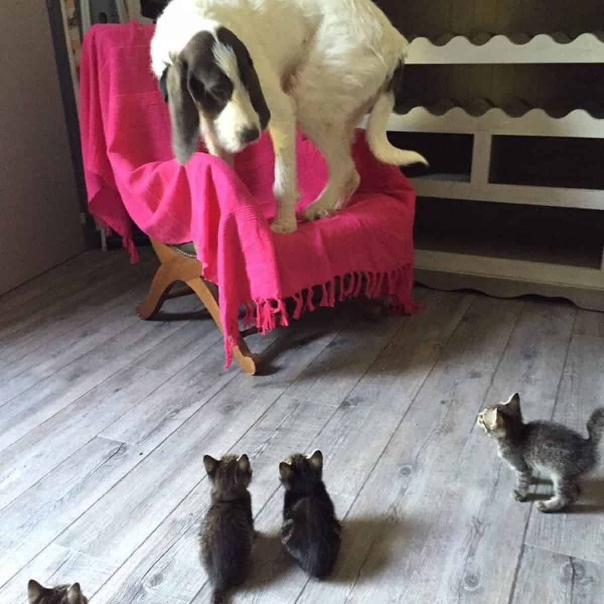 dog on a chair looking at kittens