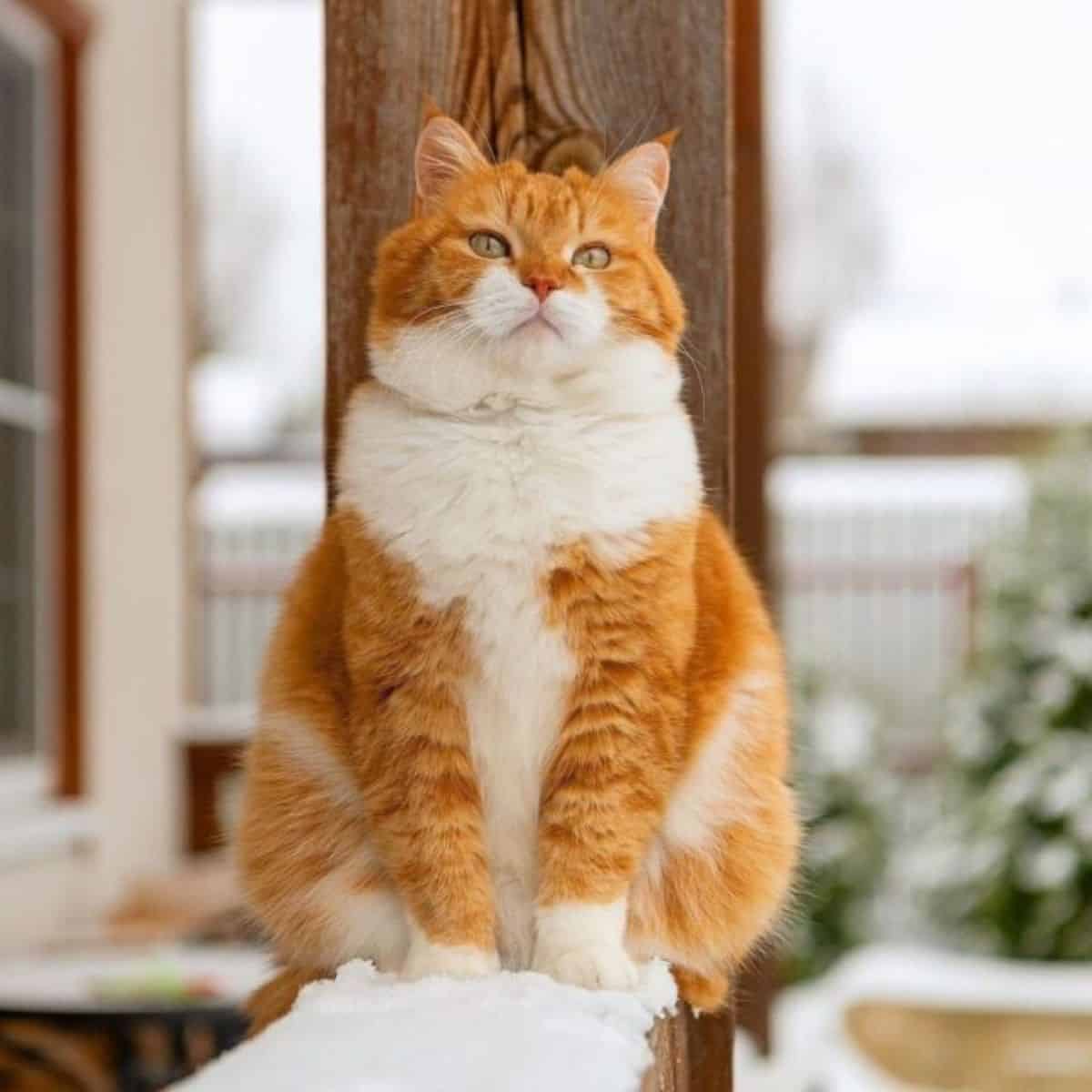 fat cat sitting on a snow