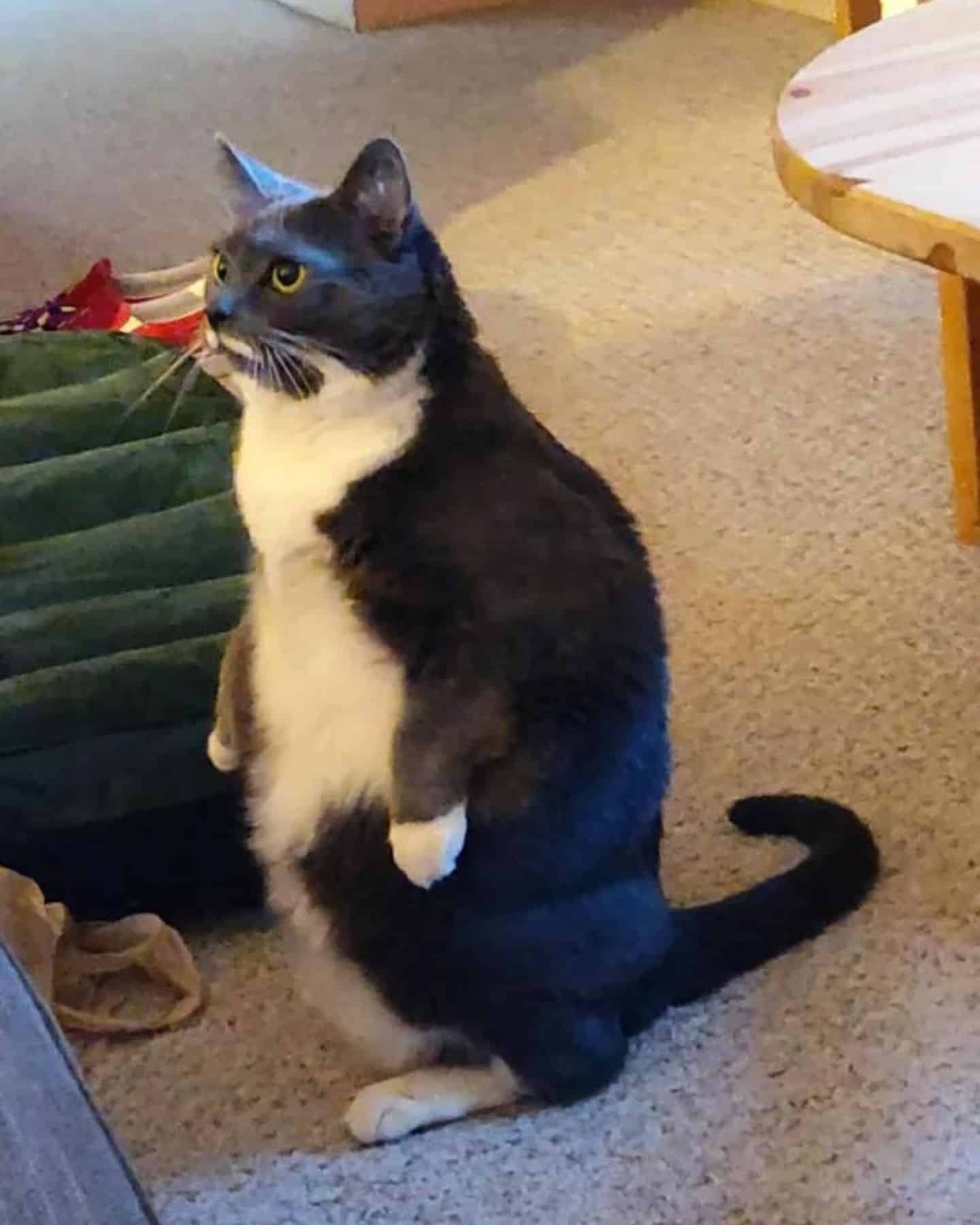fat cat standing