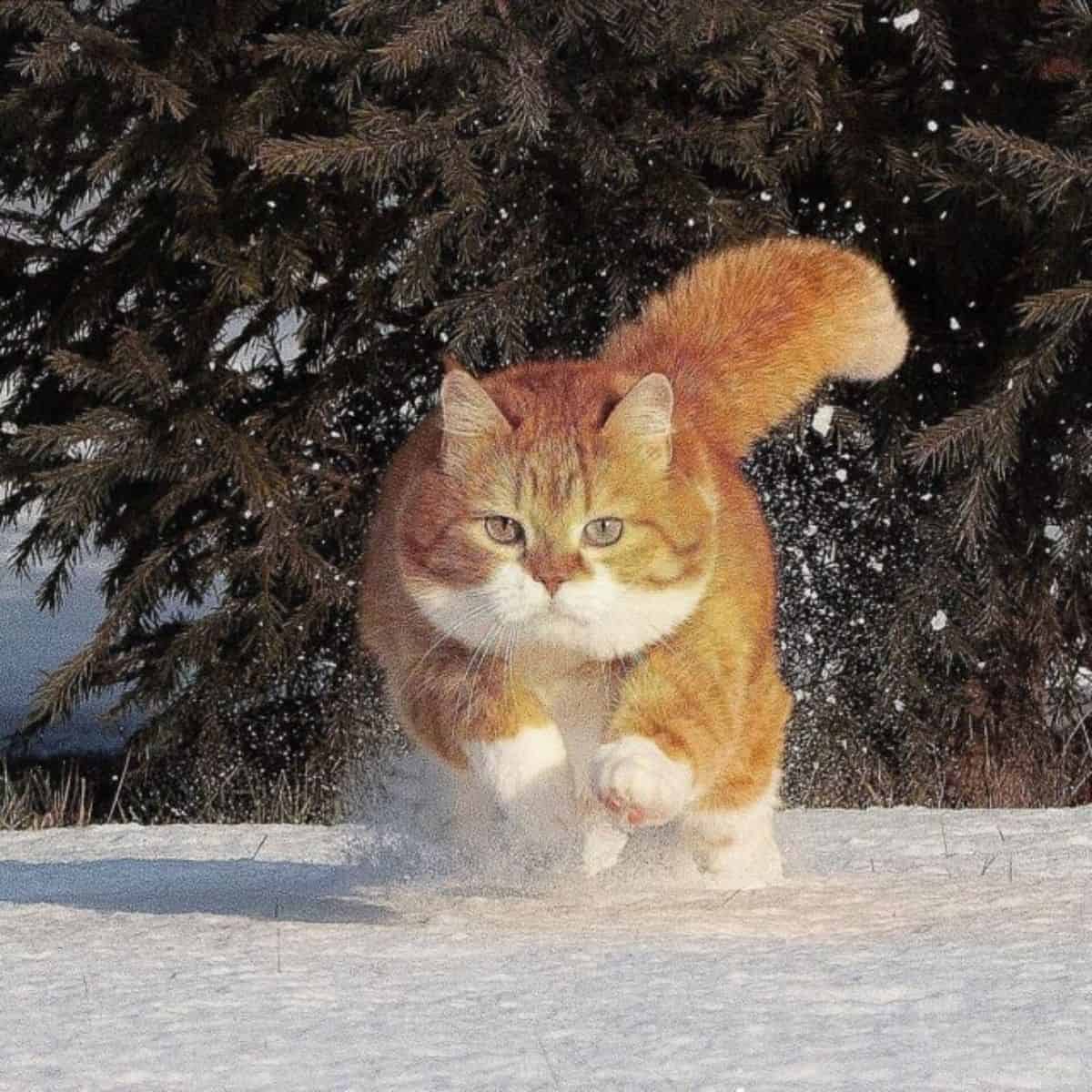 fat ginger cat running through snow