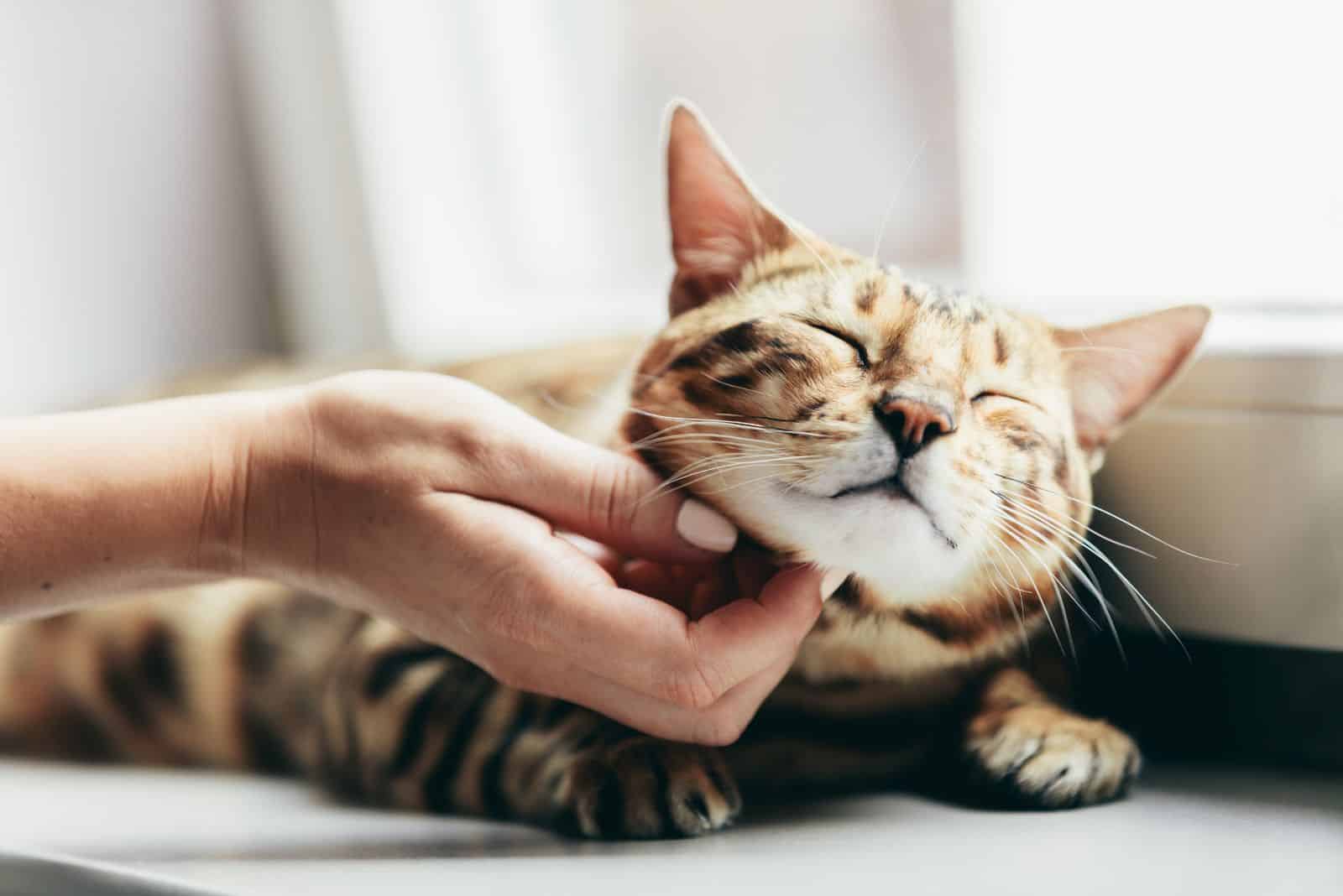 female hand petting a cat