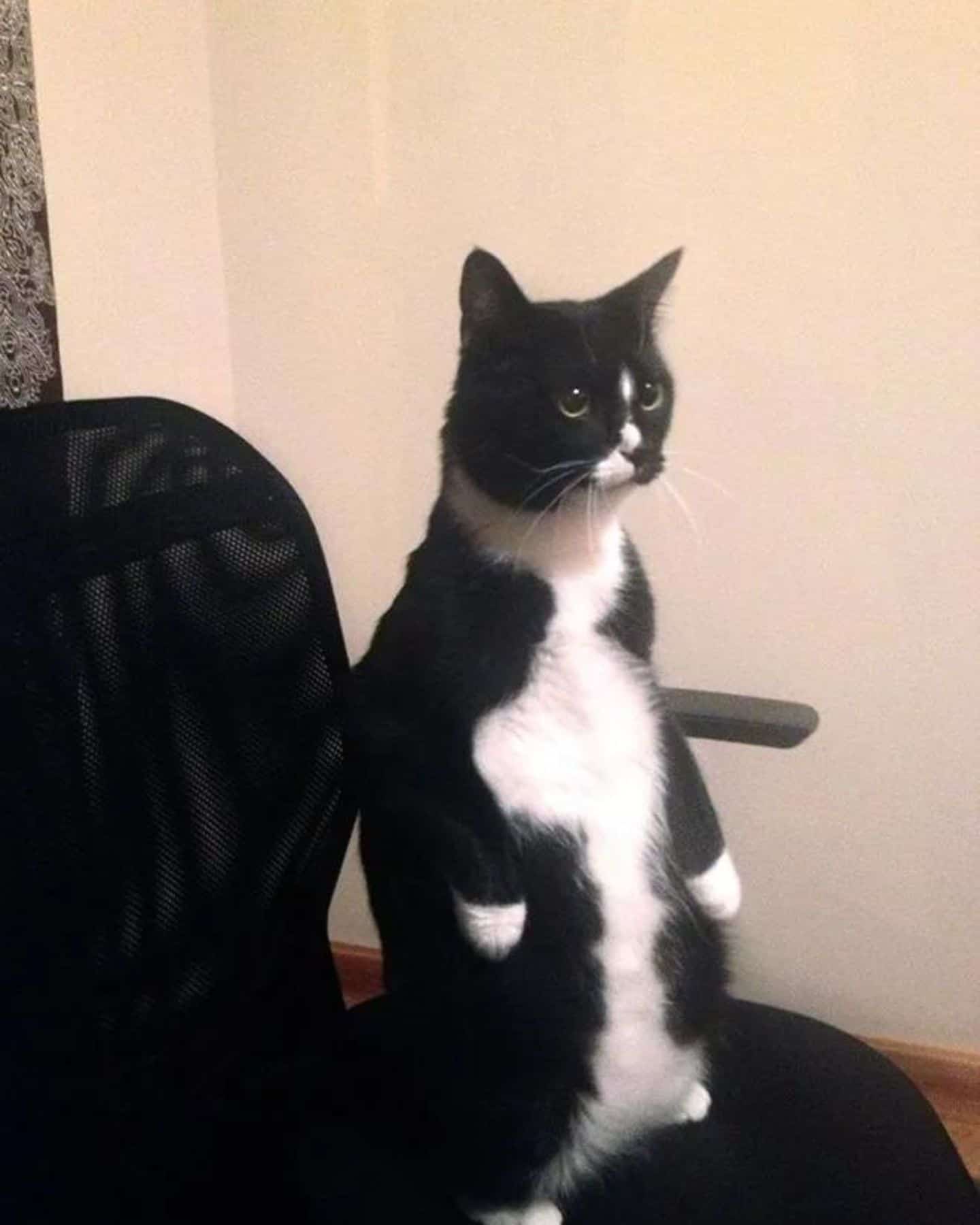 funny cat standing