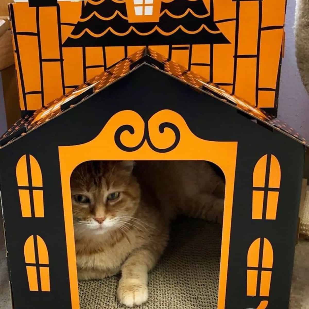 ginger cat in a mini haunted house