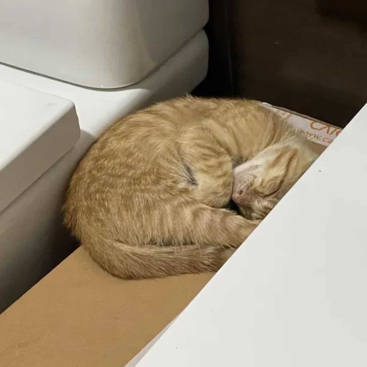 ginger kitten curled up sleeping