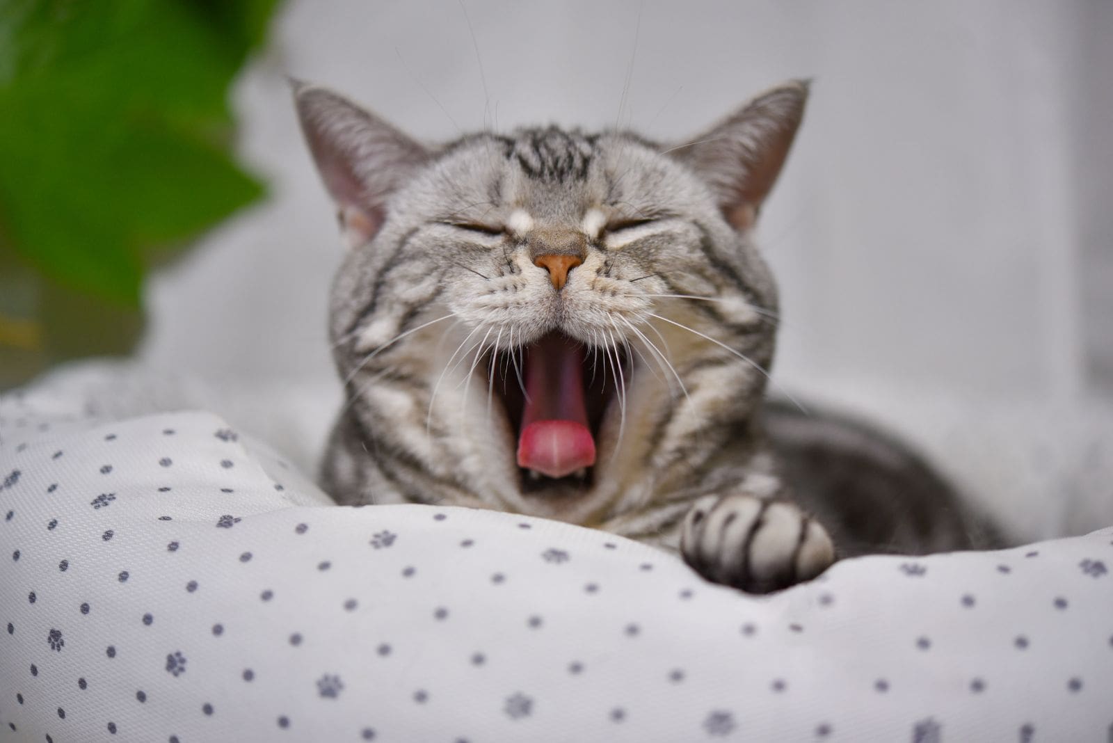 gray cat yawning