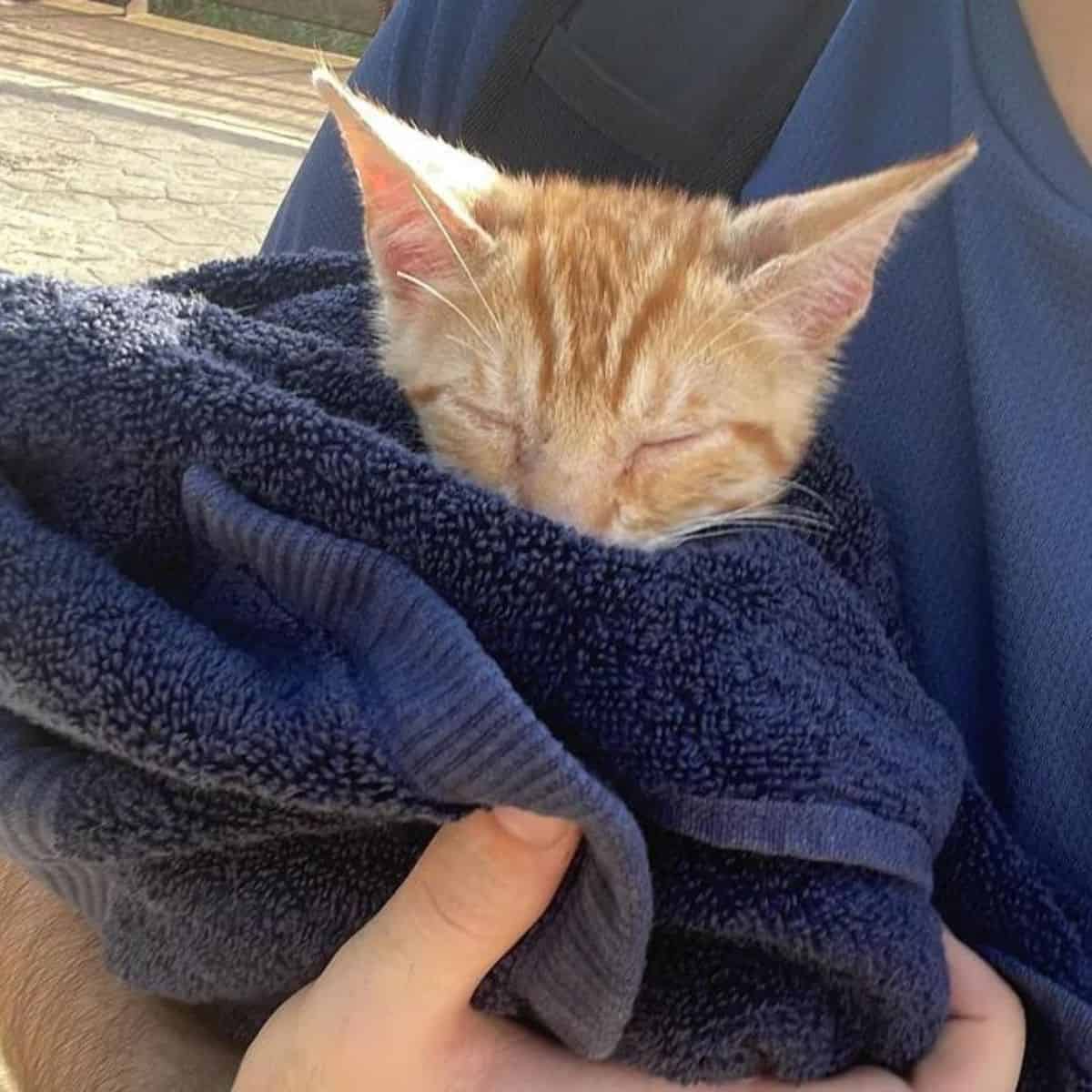 kitten covered with a blue towel