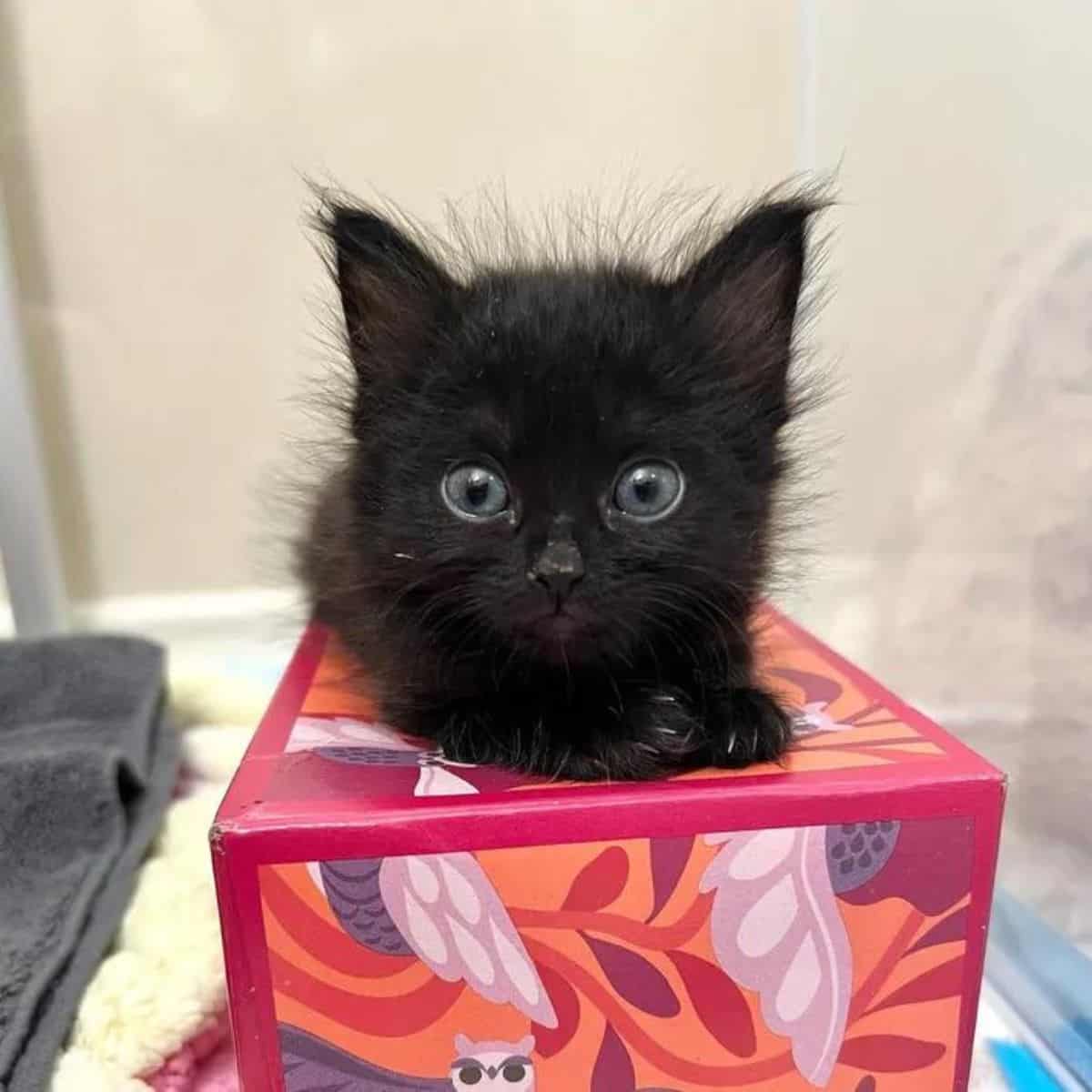 kitten lying on a box