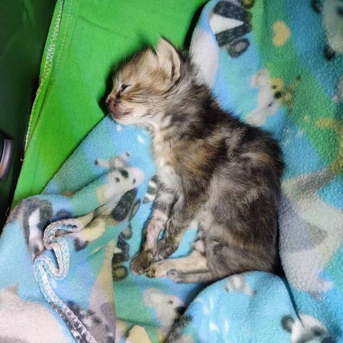 kitten lying on a colorful blanket