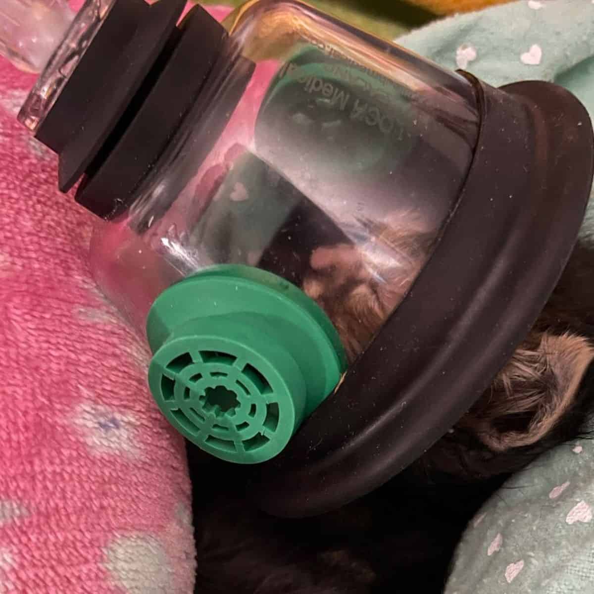 kitten lying with air mask