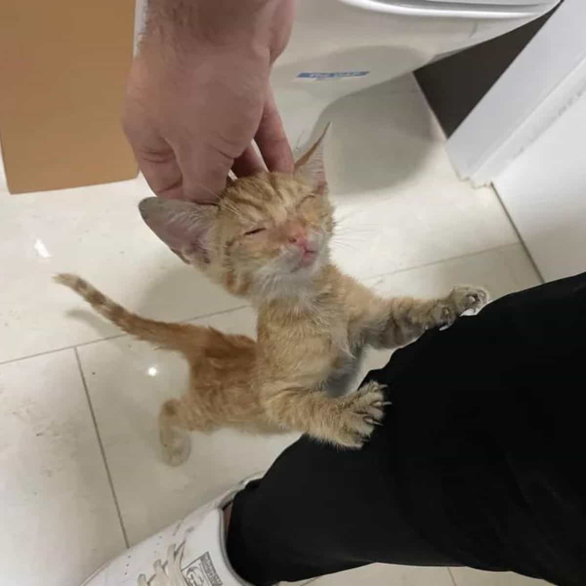 kitten reaching up on a man's leg