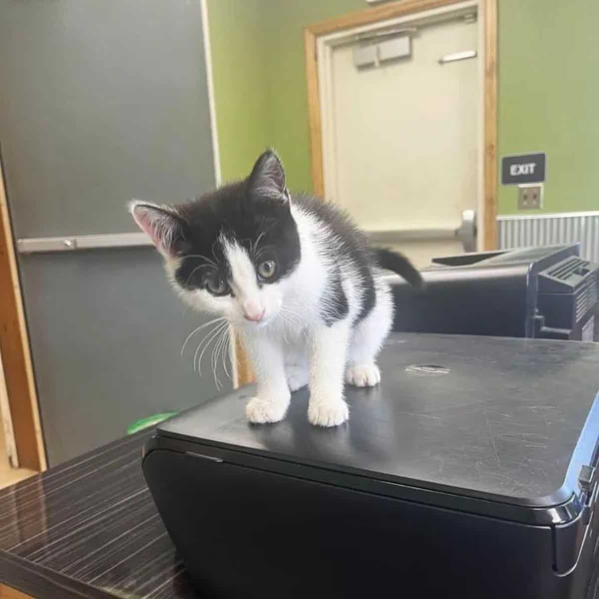 kitten sitting on a desk