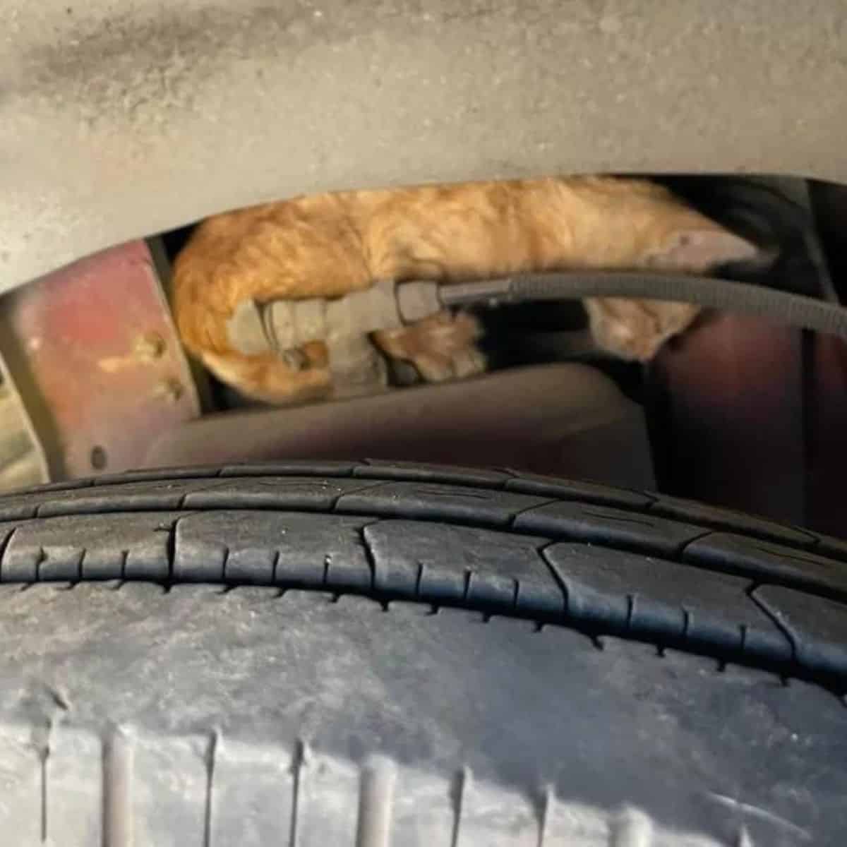 kitten stuck in a bus engine