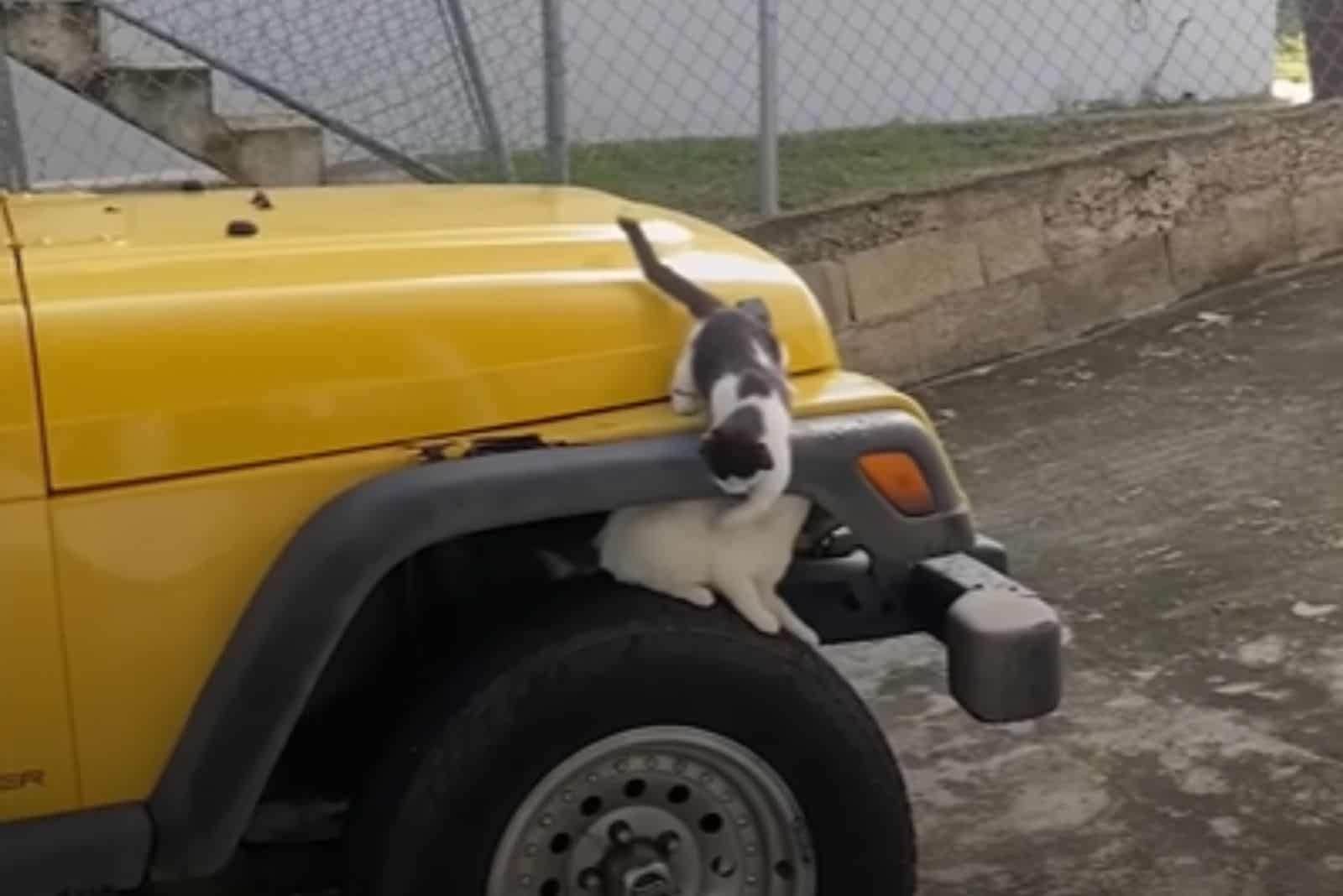 kittens on a yellow jeep
