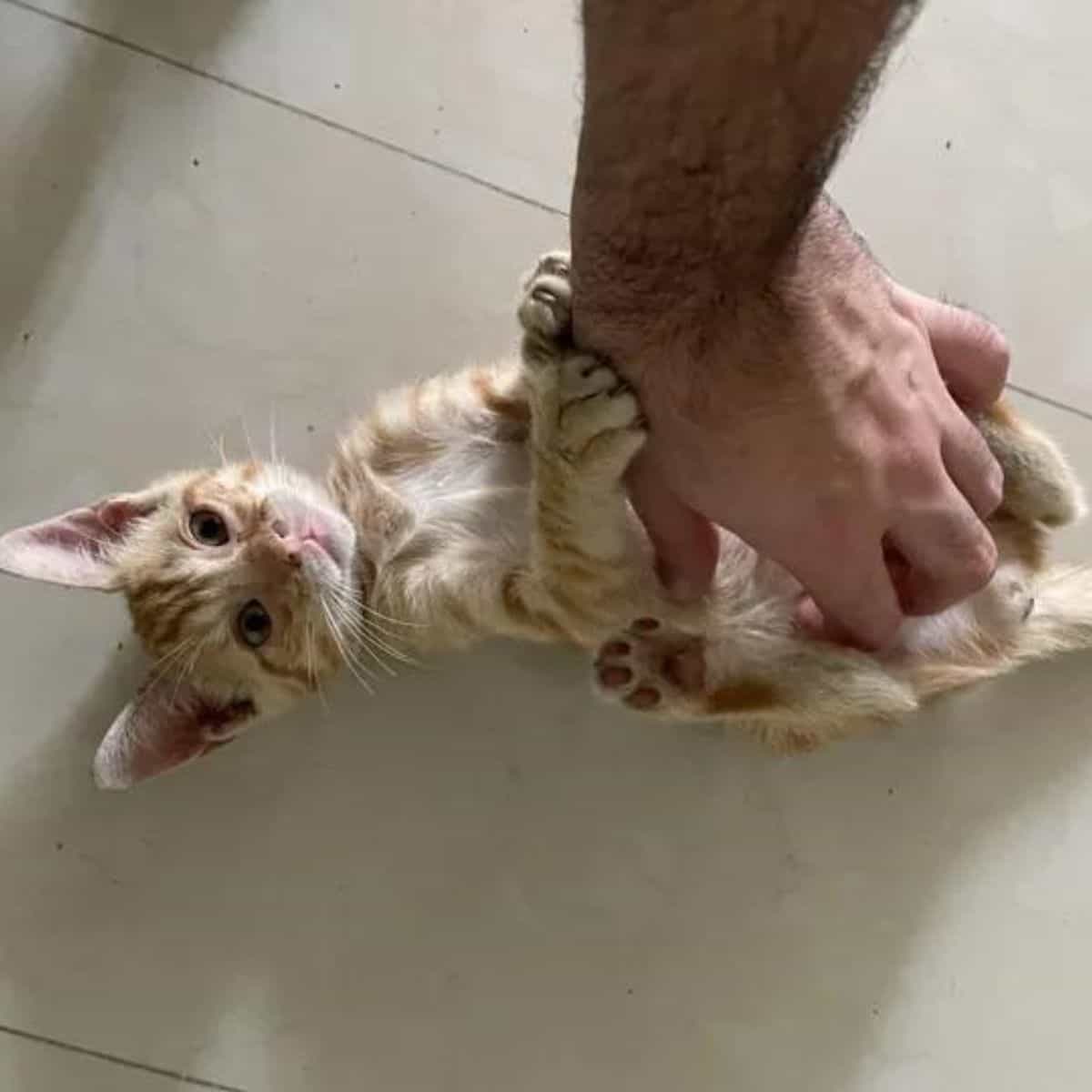 man scratching cat's belly