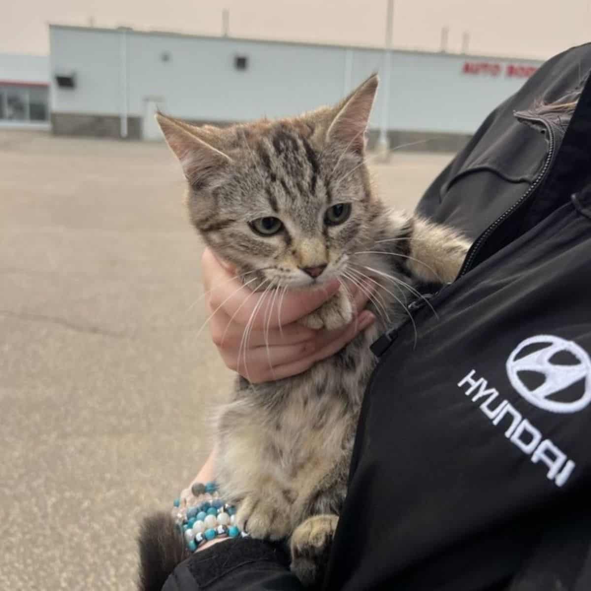 mechanic holds a cat