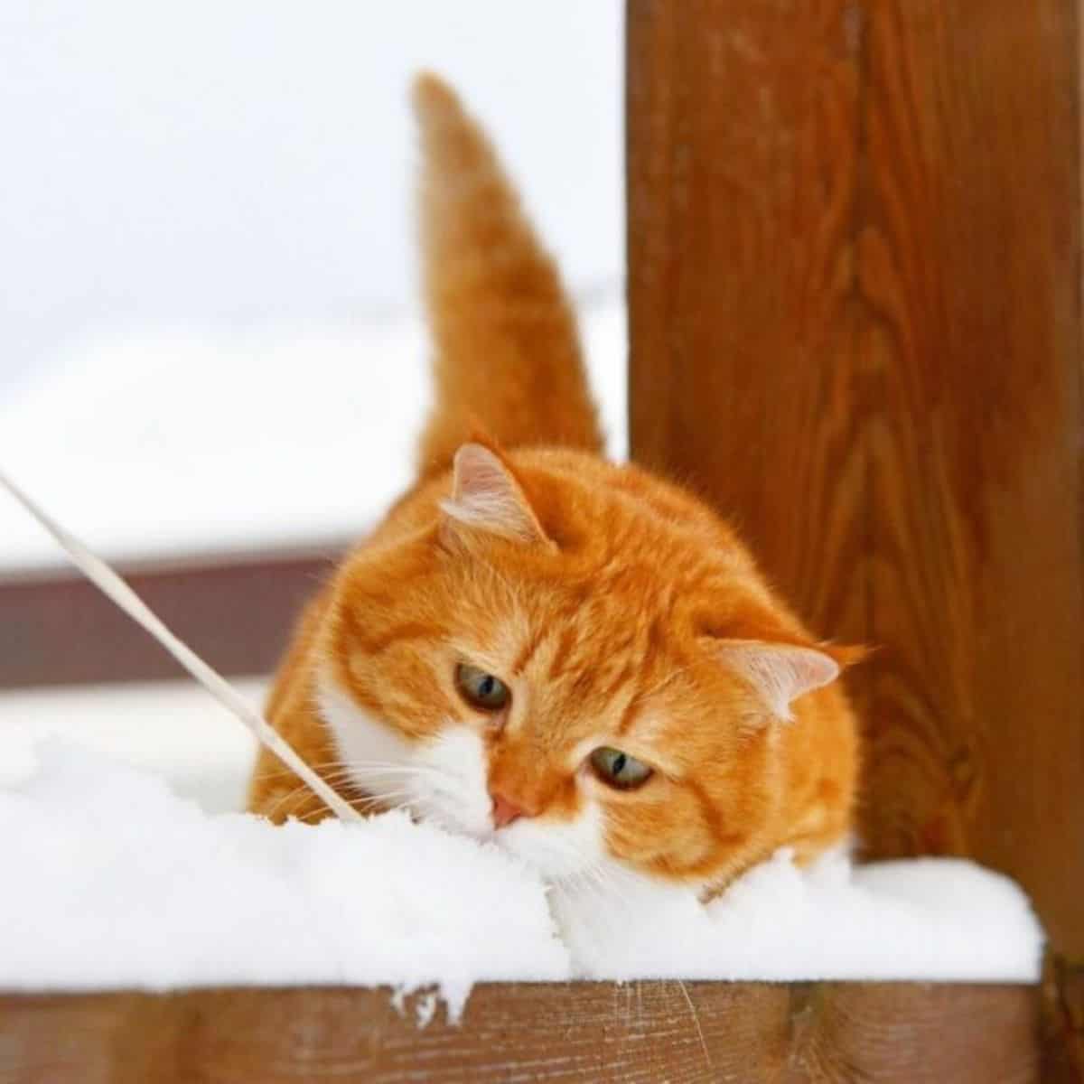 orange cat in a snow