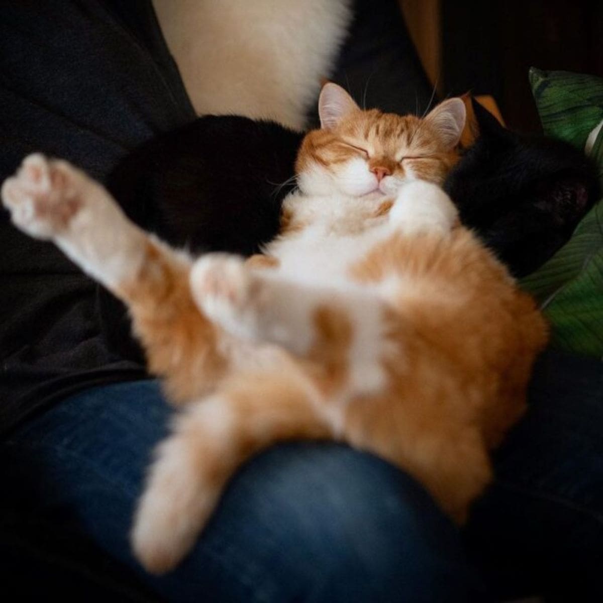 orange cat sleeping on a owner legs