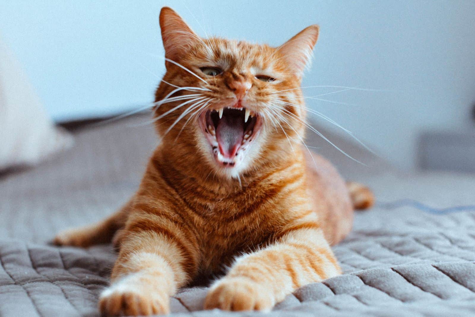 orange cat yawning