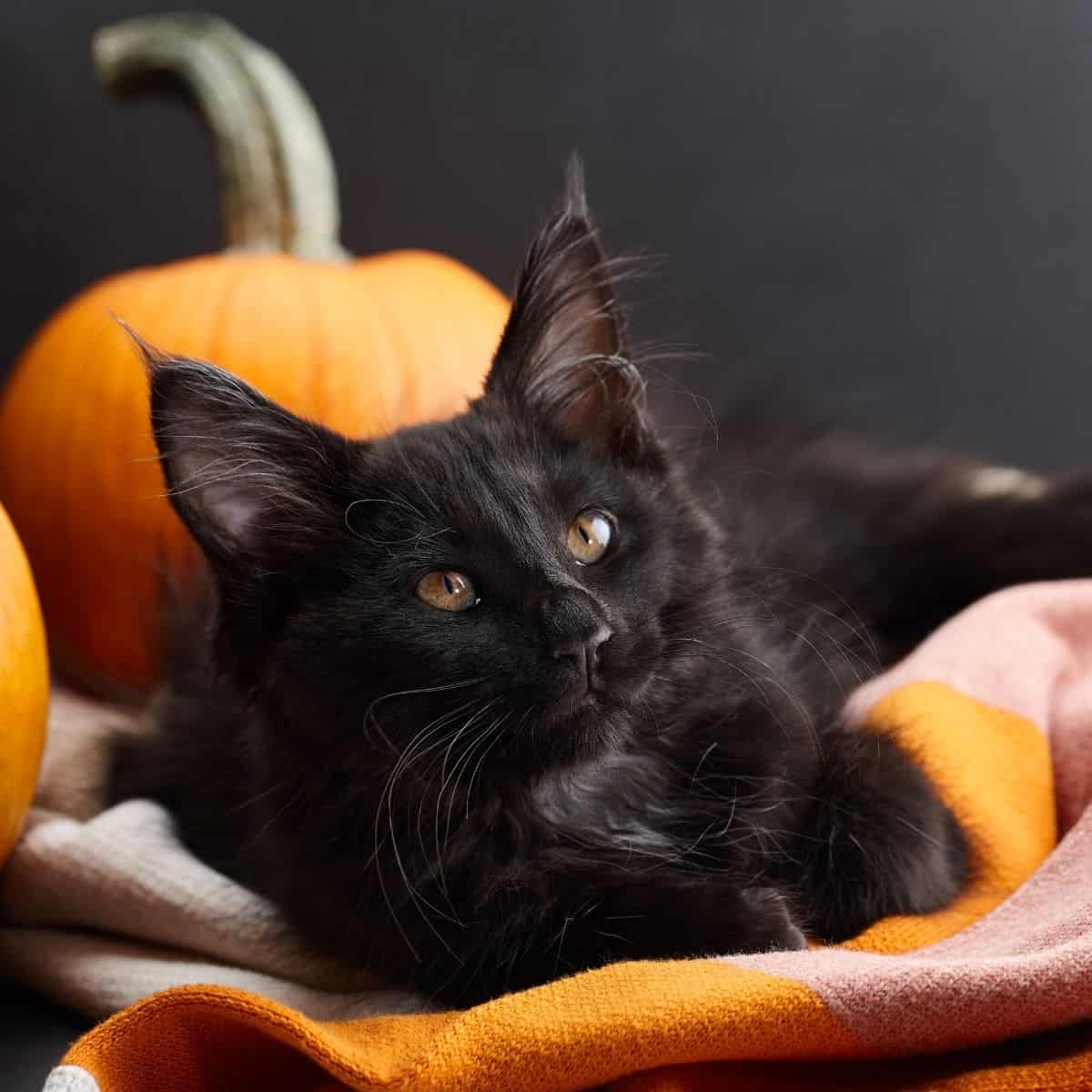 photo of black cat and pumpkins