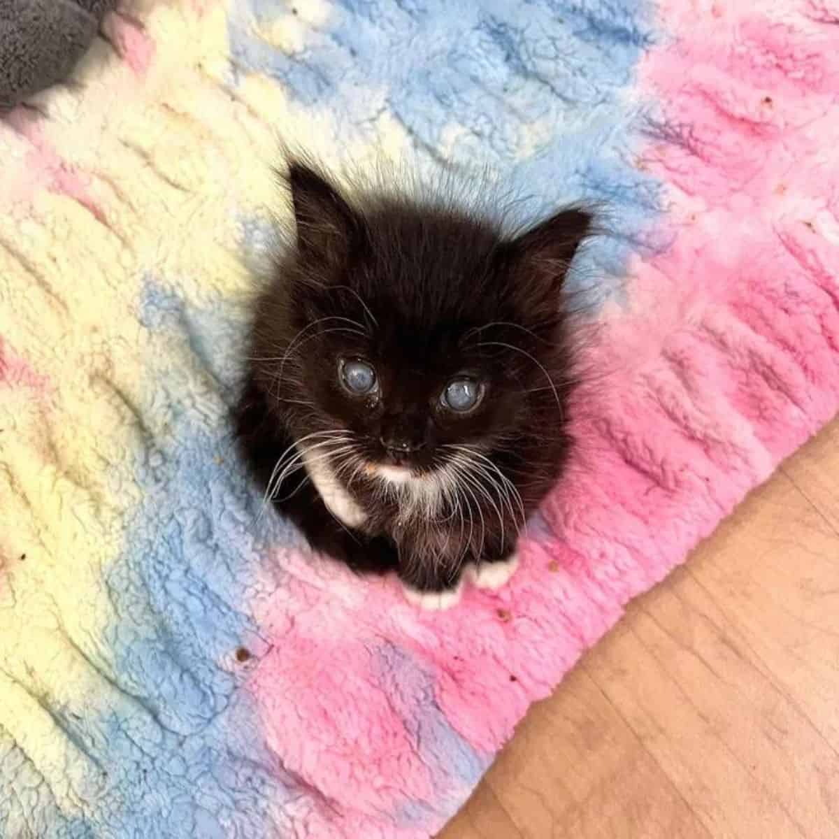 photo of black kitten sitting