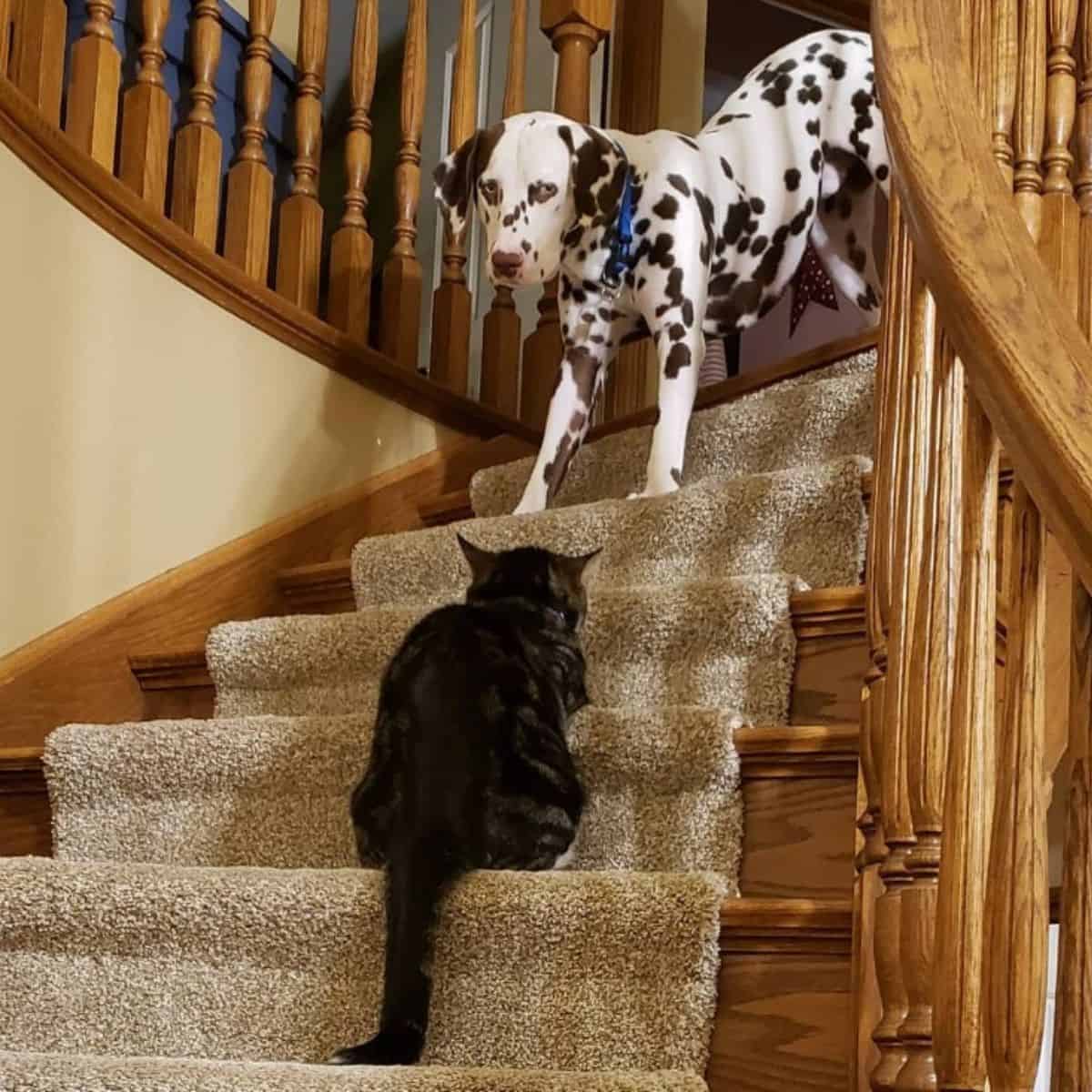 photo of dog and cat on stairs