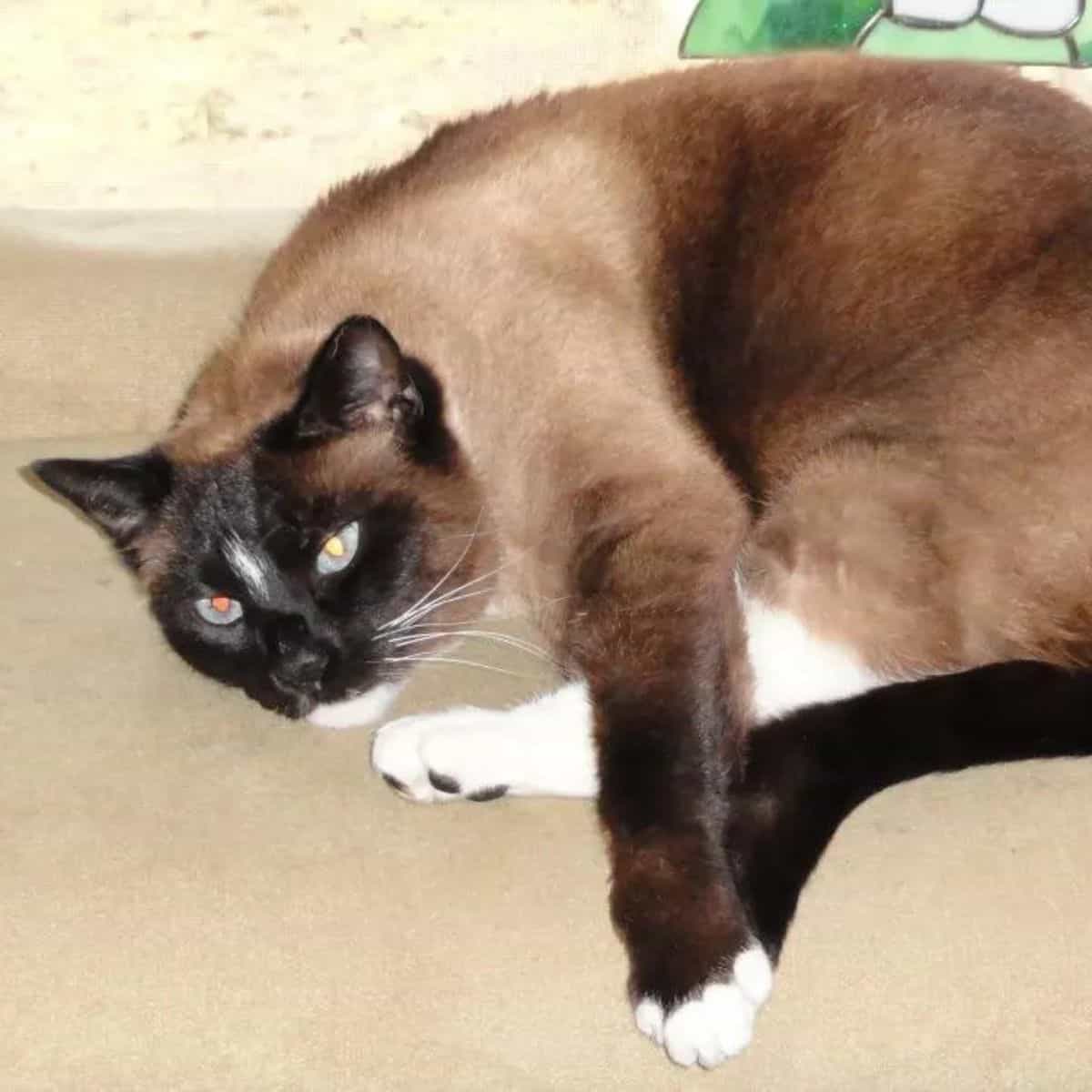 photo of klepto cat lying