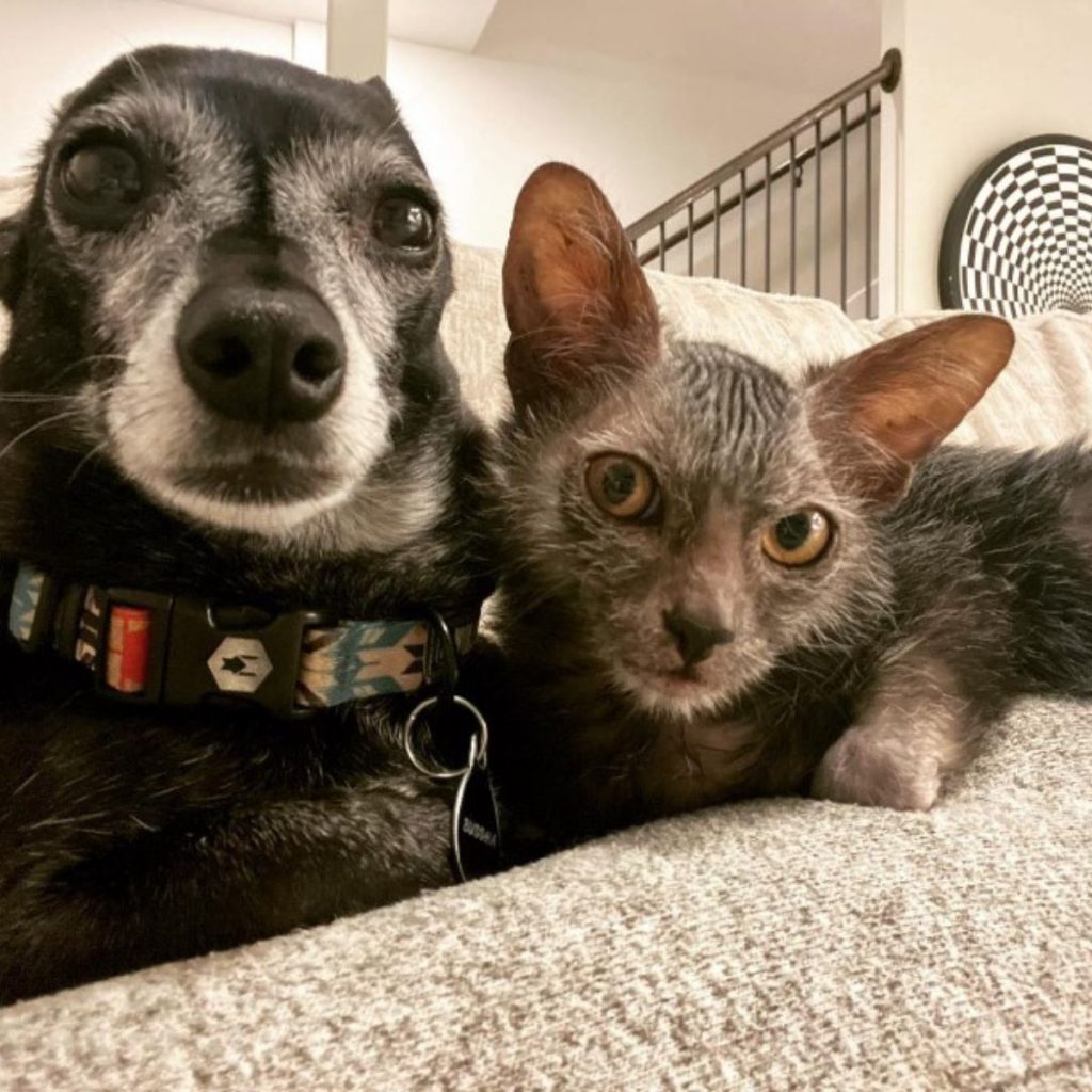 portrait of a cat and a dog sitting next to each other
