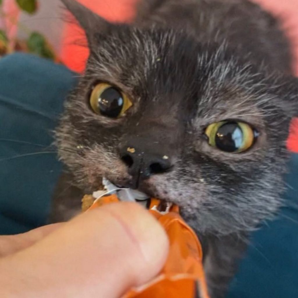 portrait of a cat eating bread