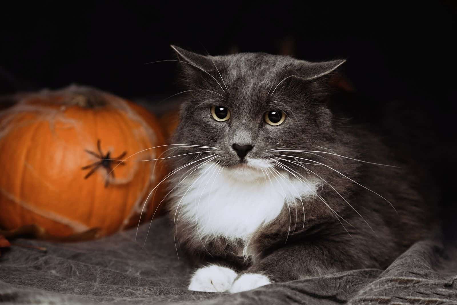 portrait of a cat next to a pumpkin