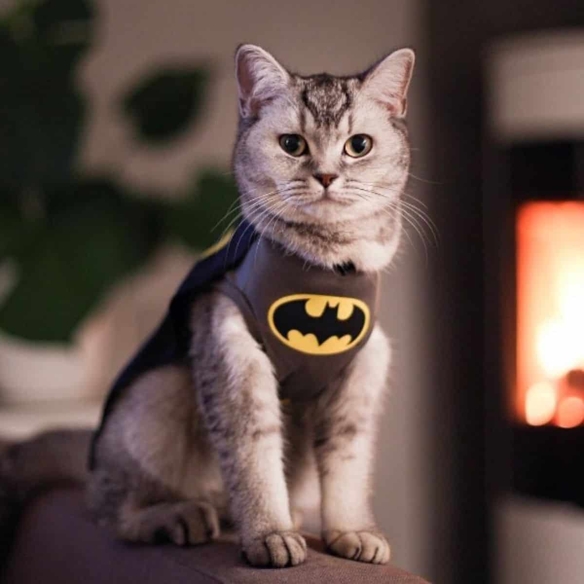 portrait of a cat with a batman mask