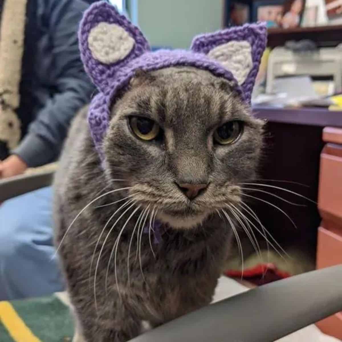 portrait of a cat with braided ears