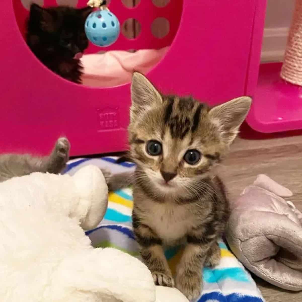 portrait of a kitten sitting on a blanket and looking at the camera