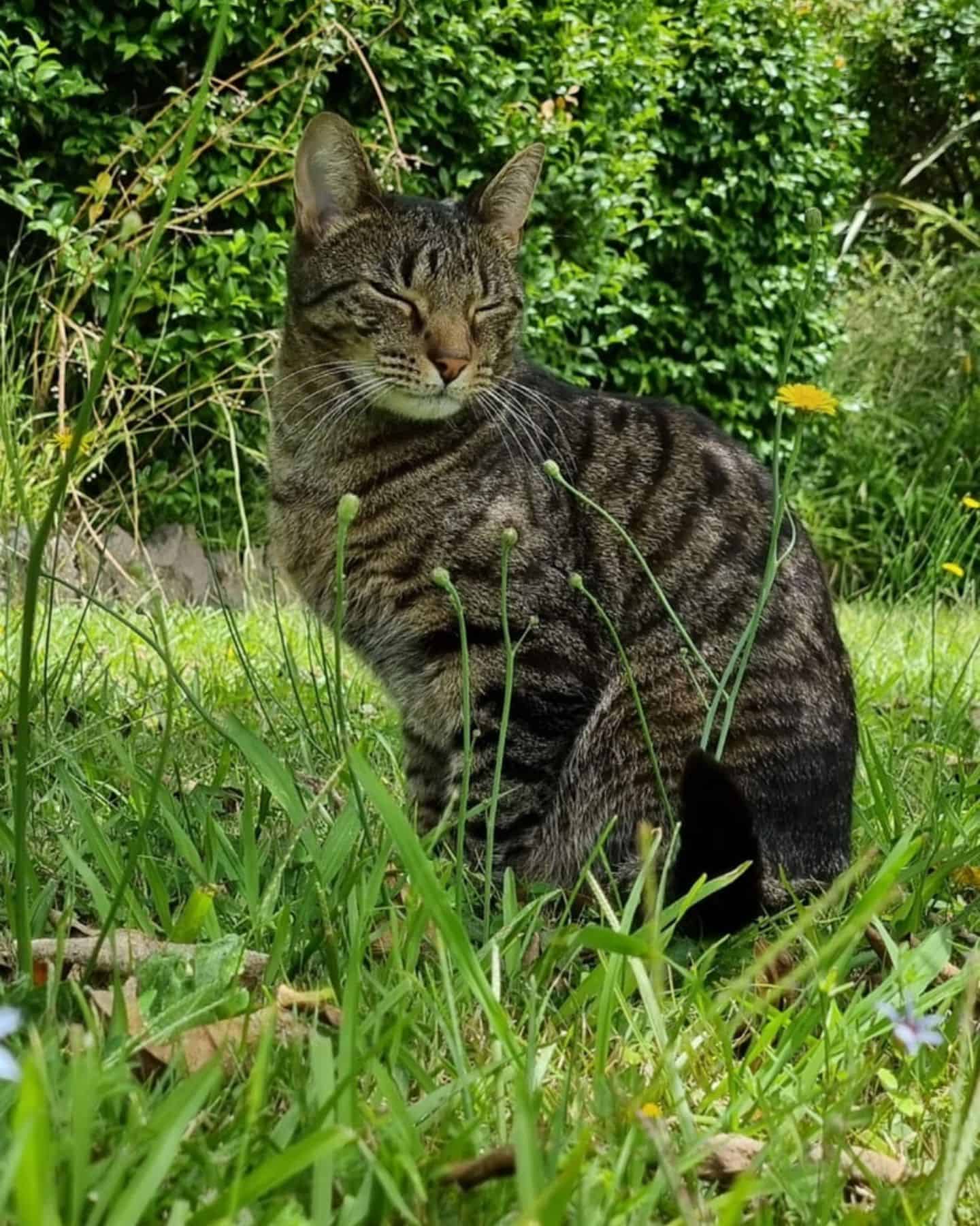 portrait of a tabby cat sitting on the grass