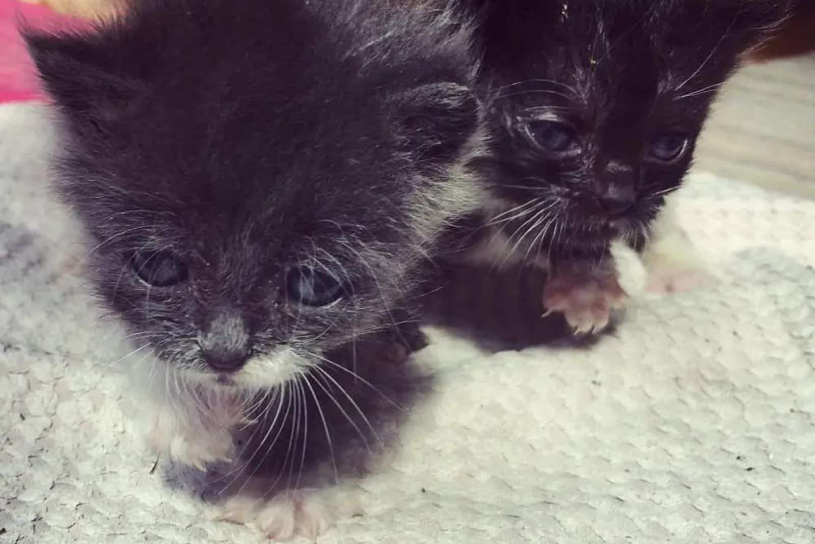 portrait of two cute kittens