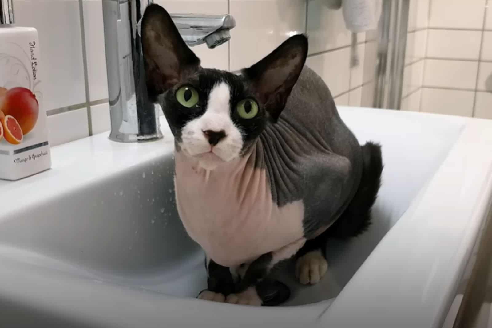 sphynx cat in a sink