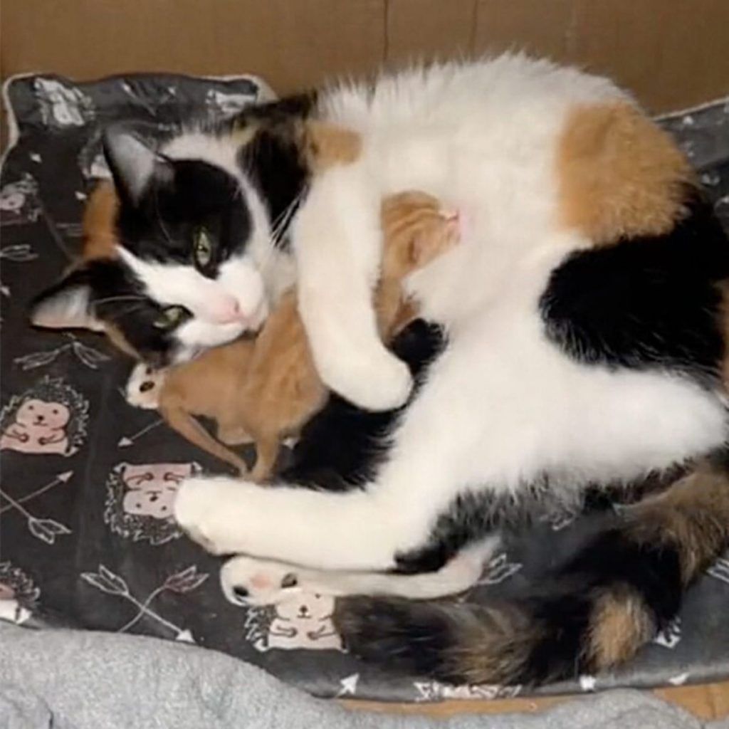 the cat hugged her kittens