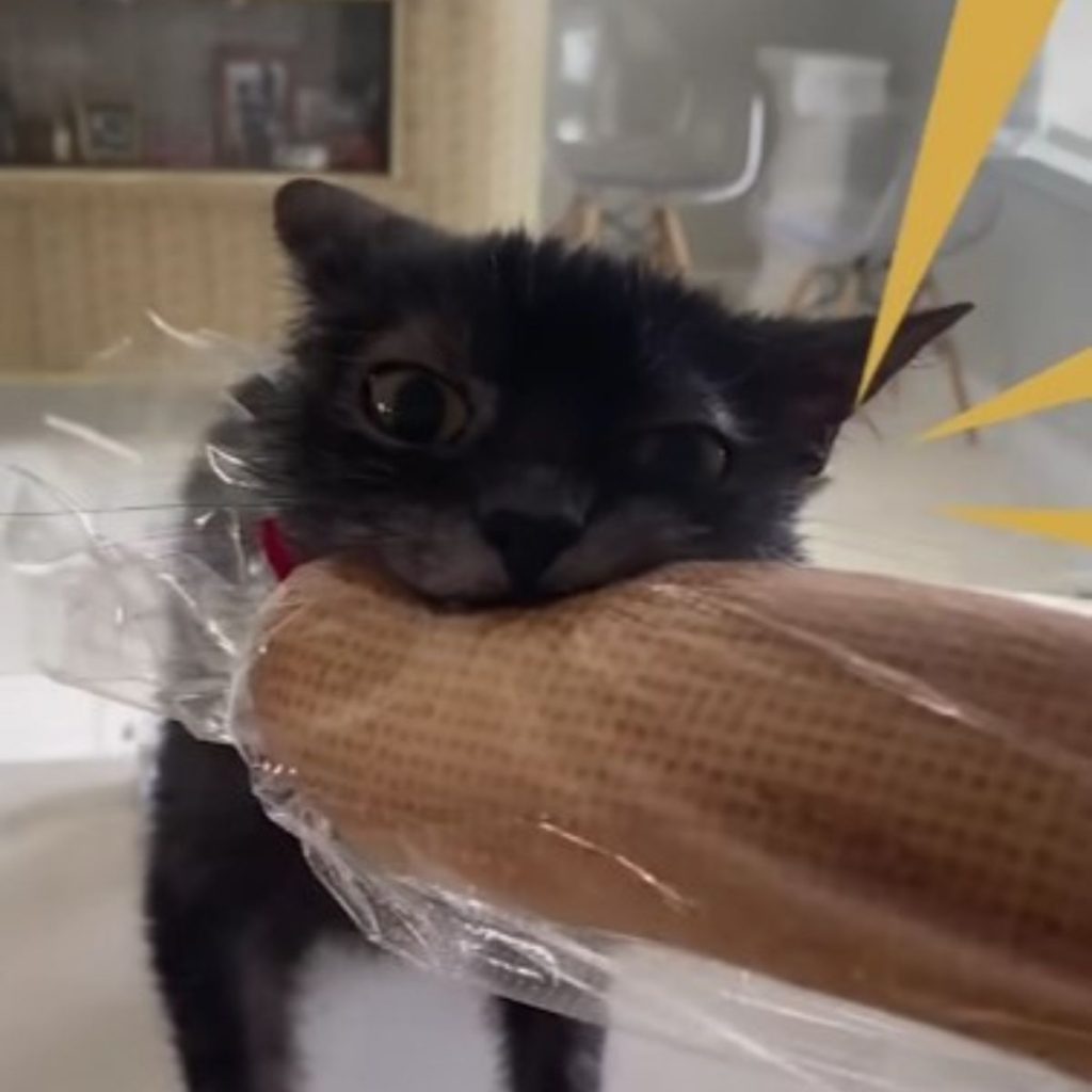 the cat is holding bread wrapped in cellophane in its mouth
