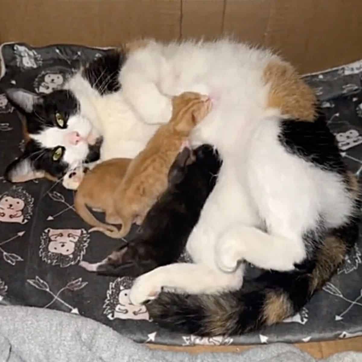 the cat is lying on the mat while the kittens are leaning on it