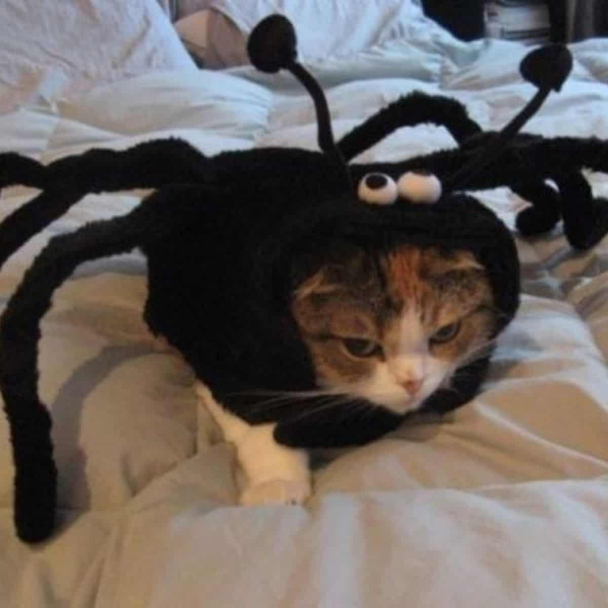 the cat is sitting on the bed disguised as a spider