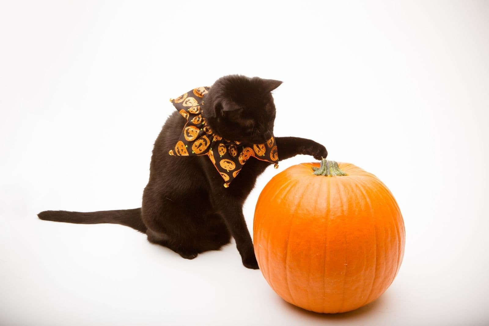 the cat touches the pumpkin with its paw