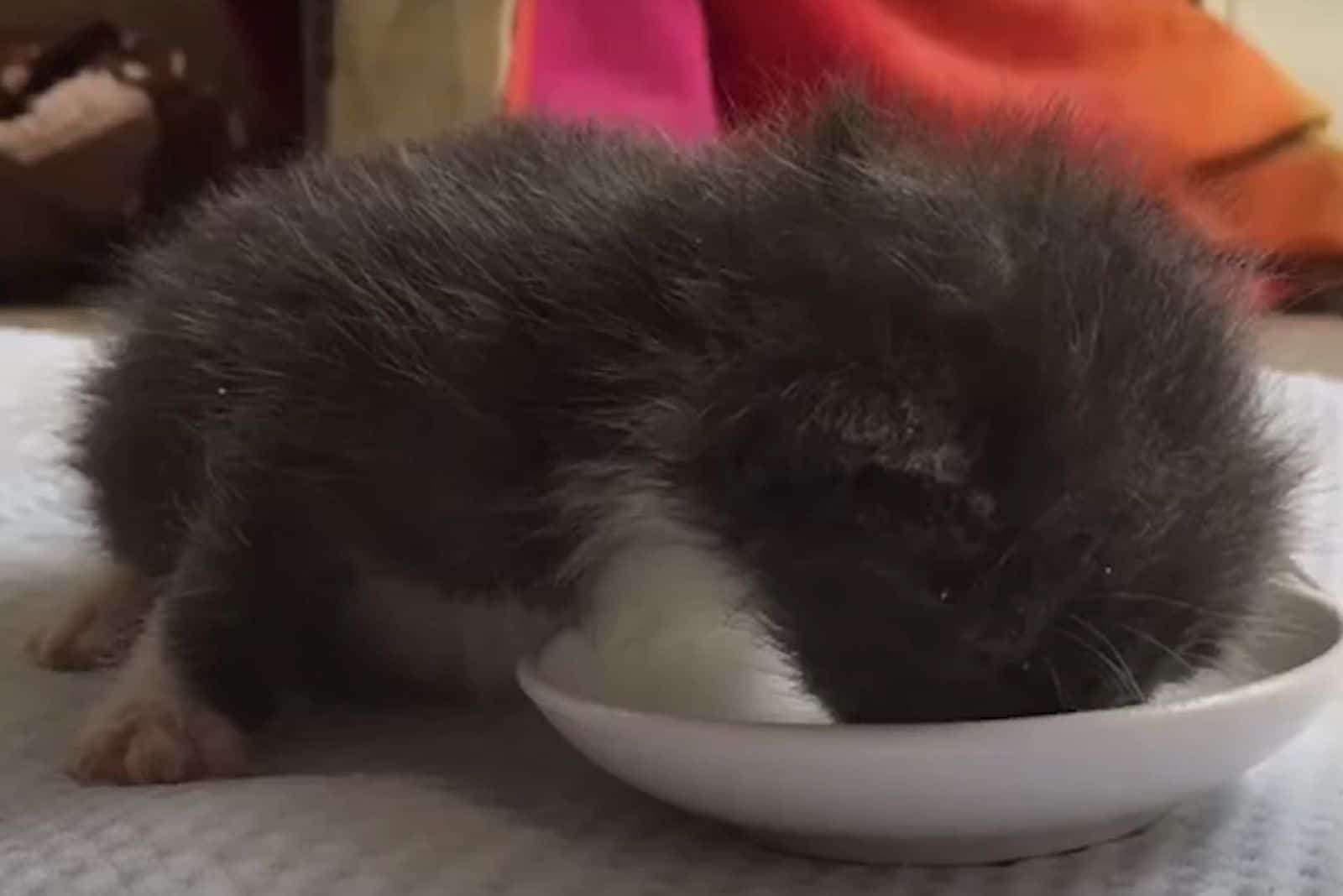 the kitten eats from a white bowl